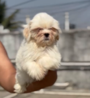 Purchase KCI Registered Lhasa Apso Puppy from Vizag